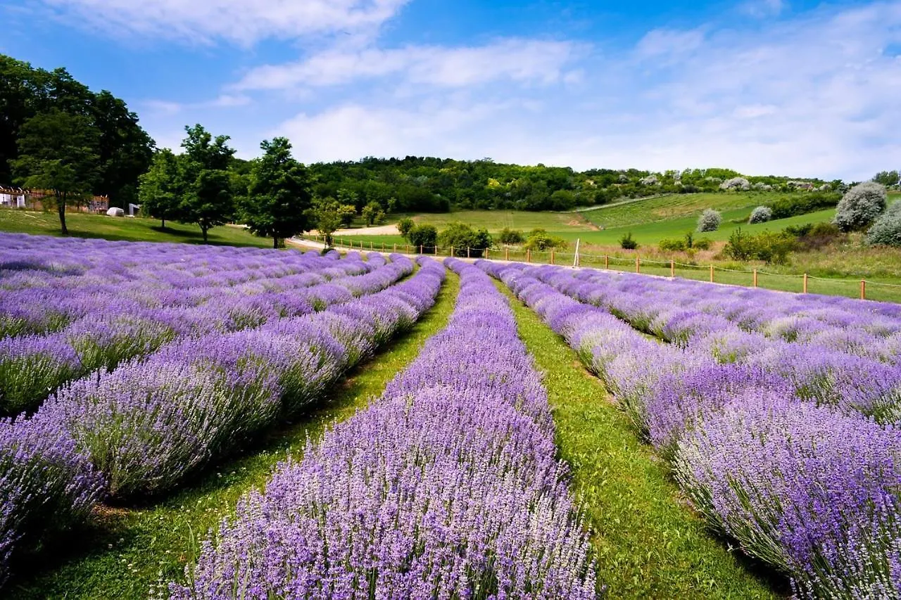 Vila L'Archeraie Magnifique Mas Provencal Avec Piscine La Penne-sur-l'Ouveze